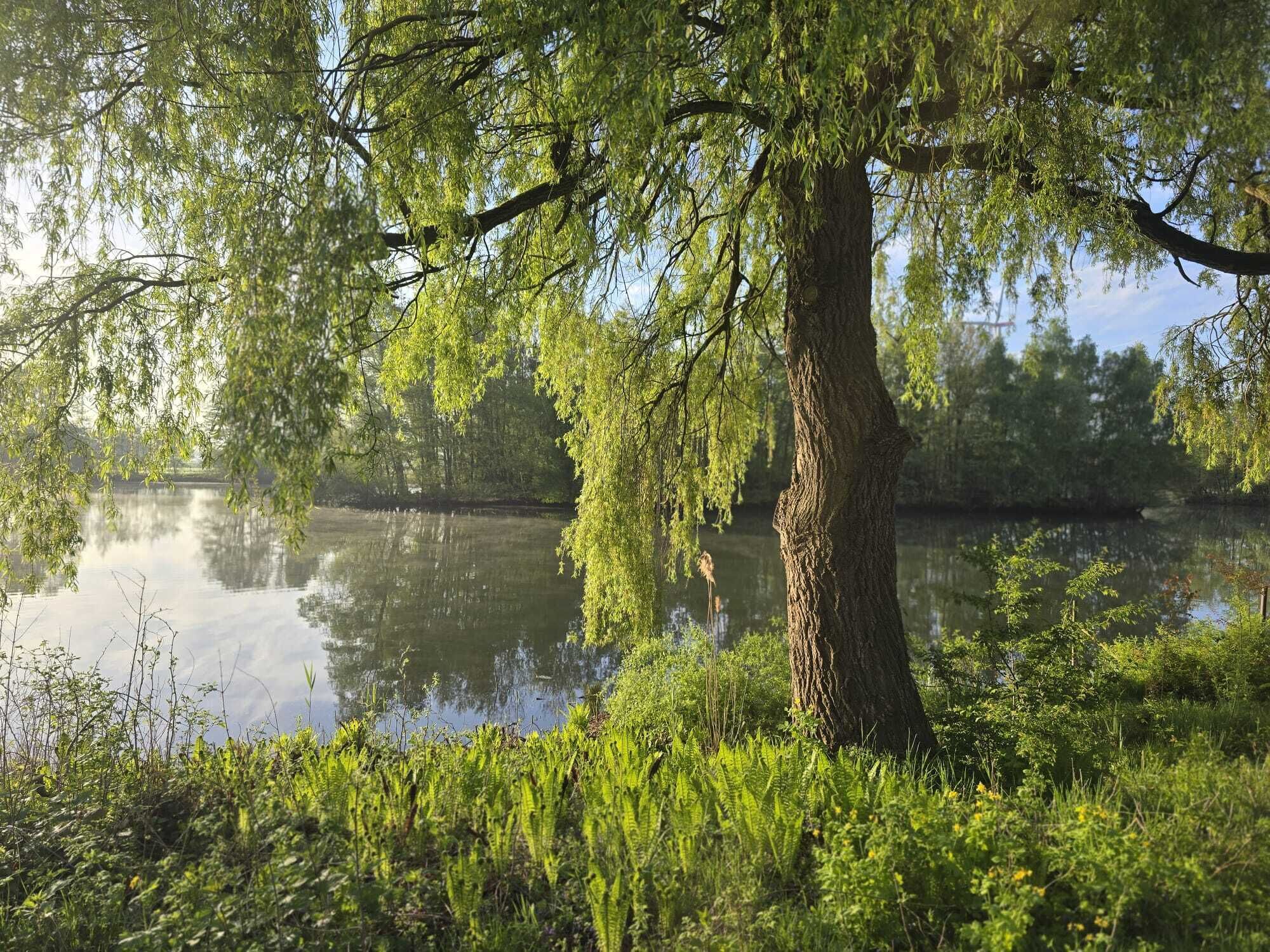 A serene lakeside scene with a large tree in the foreground, surrounded by lush greenery and a calm body of water reflecting the sky.