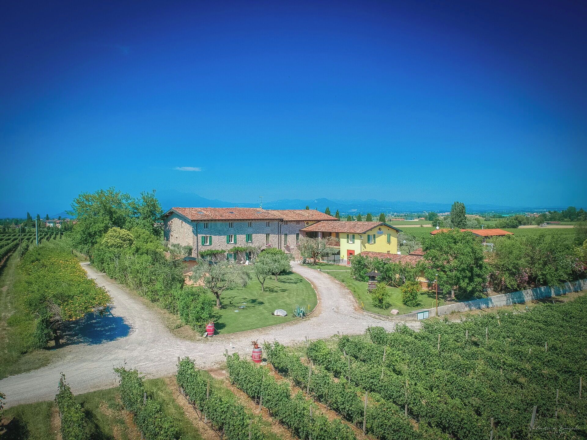 A vineyard estate with a large stone building, a gravel driveway, and rows of grapevines.