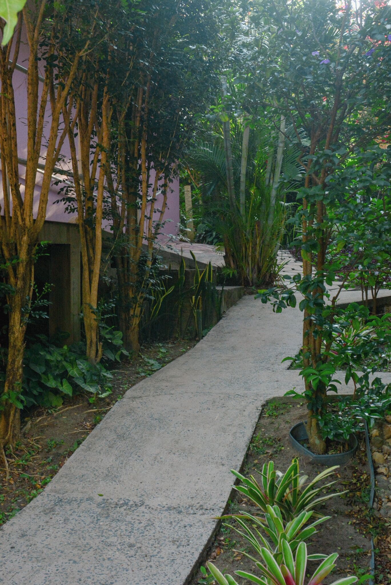 Un sendero de hormigón bordeado por árboles y plantas, que conduce a un edificio con fachada rosa.