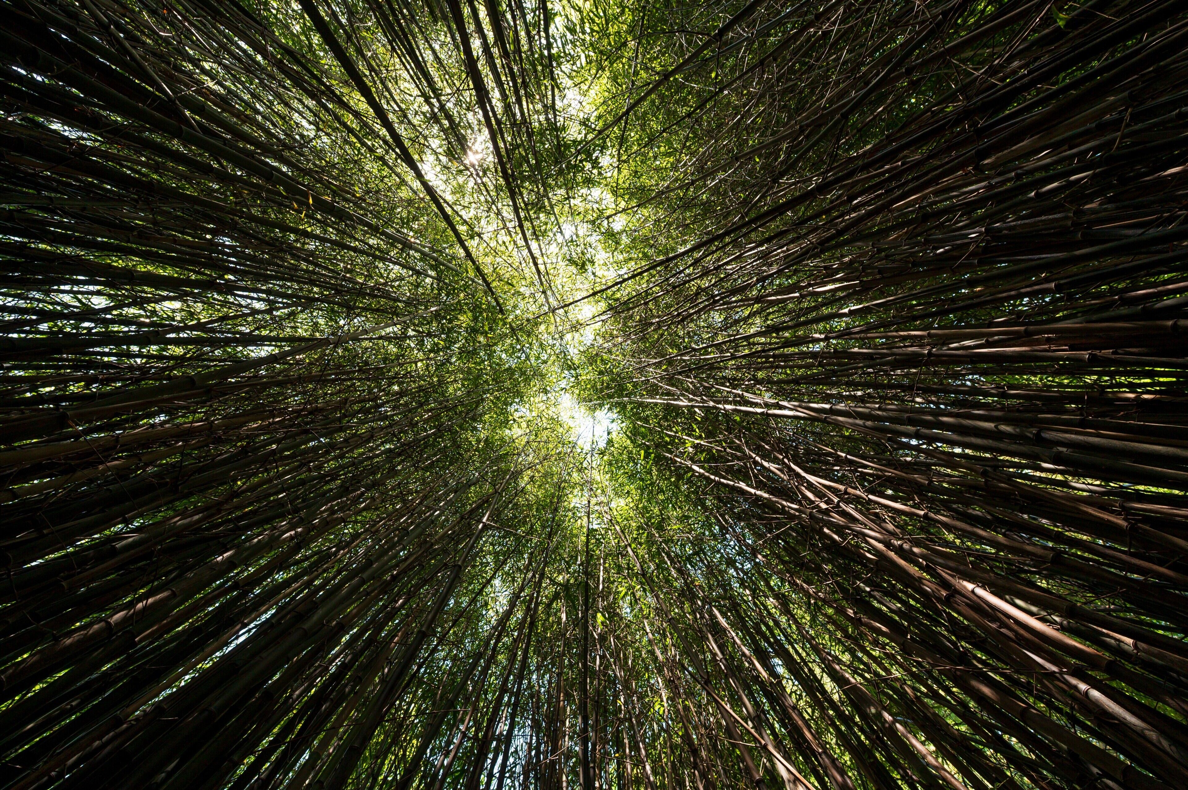 A bamboo forest with a view looking upwards towards the canopy.