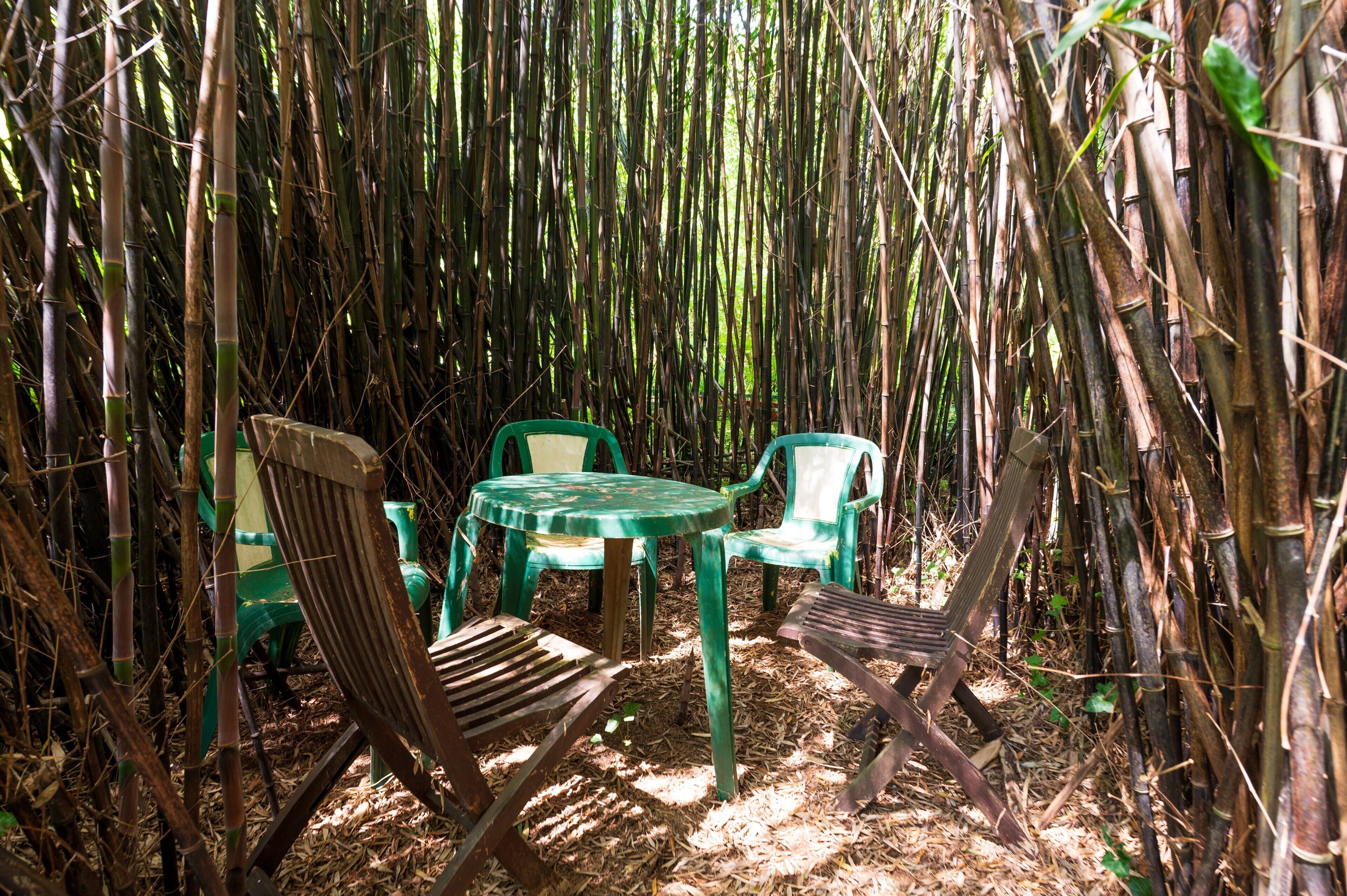 A bamboo garden with outdoor seating.