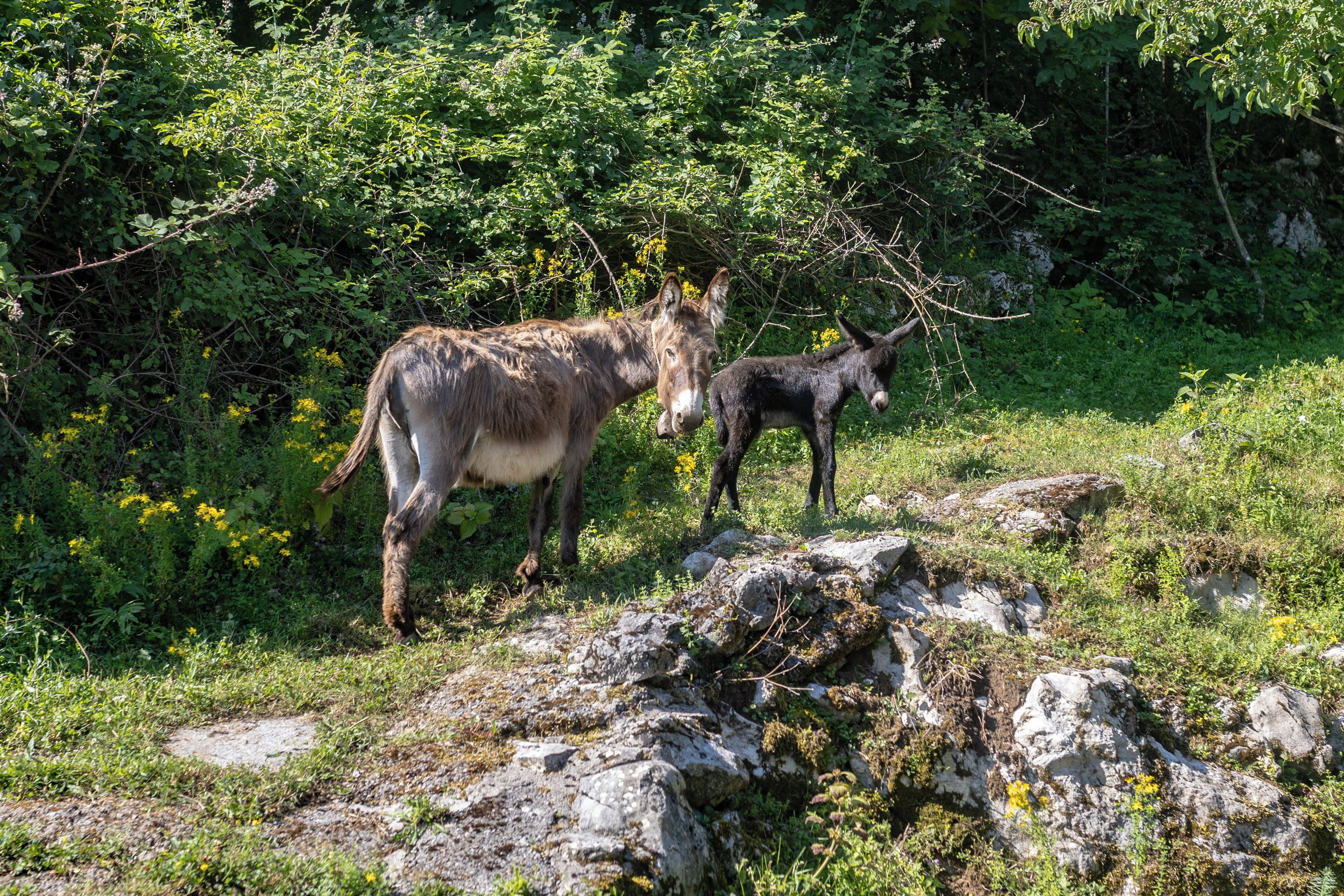 To æsler i et naturligt landskab med sten og grønt.