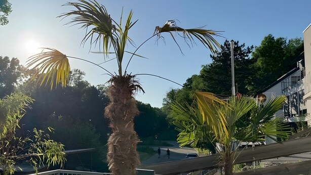 Eine Palme, ein Metallzaun und ein Gebäude mit einem geneigten Dach.
