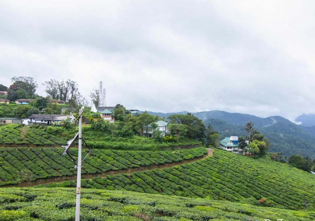 A lush tea plantation with terraced fields and a few buildings in the background.