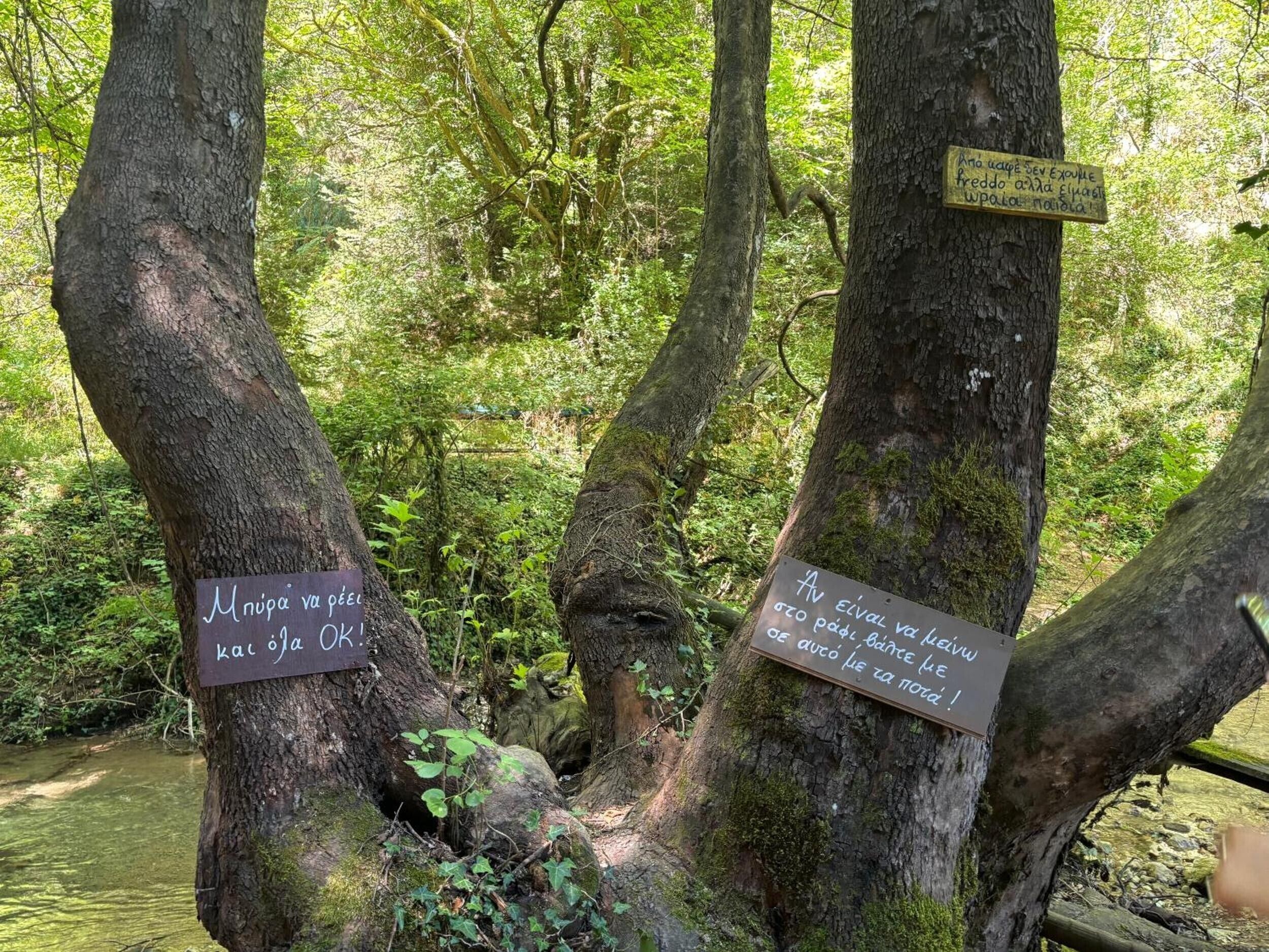 Ein bewaldetes Gebiet mit Bäumen und Schildern.