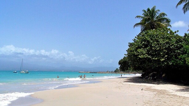Una playa con agua turquesa cristalina, una orilla arenosa y una palmera a la derecha.