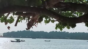 A calm body of water with boats, a dock, and a tree with leaves. - Eastique Hotel Koh Chang (Ko Chang)