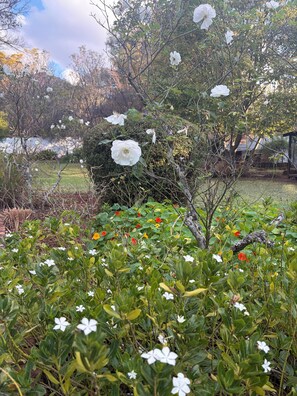 Un jardín con diversas plantas y flores, incluyendo flores blancas y rojas, y un árbol con flores blancas.