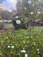 Un jardín con diversas plantas y flores, incluyendo flores blancas y rojas, y un árbol con flores blancas.