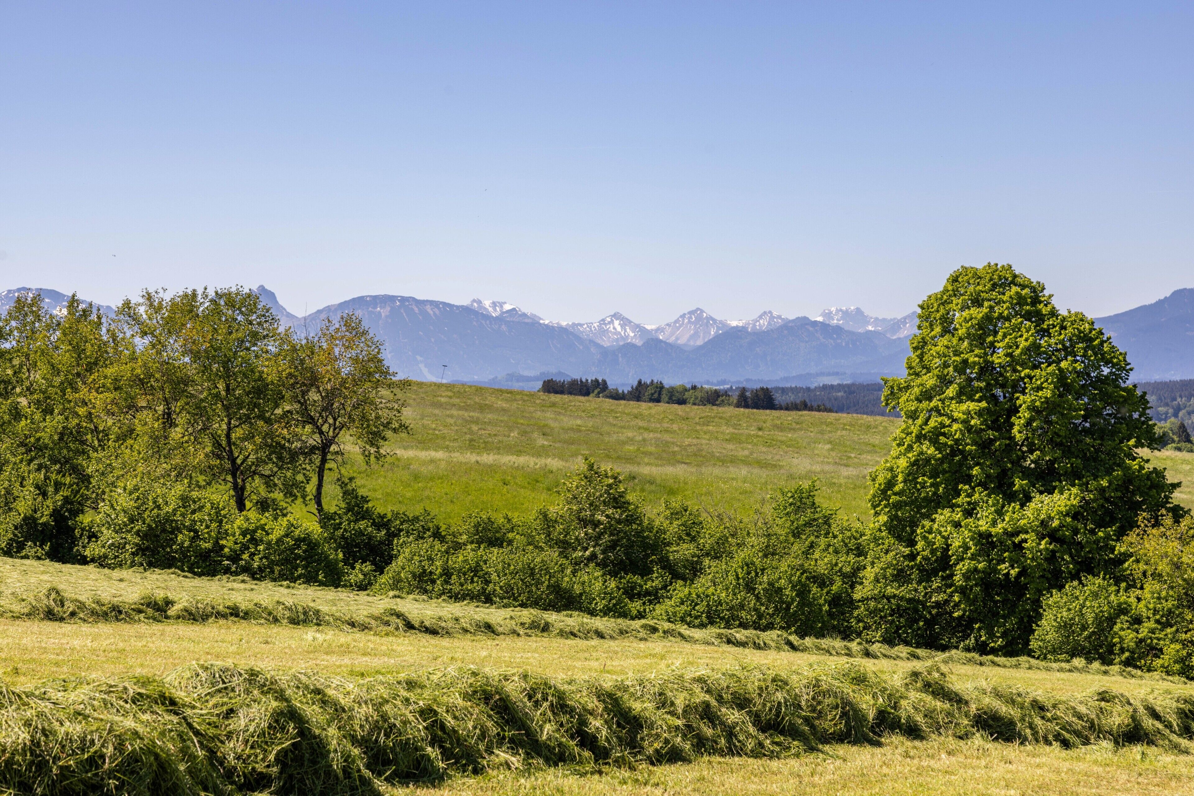 Un paisaje rural con colinas onduladas, árboles y montañas a la distancia.
