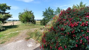 Ländliche Landschaft mit einem Feldweg, grünem Gras und einem Strauch mit roten Blüten.
