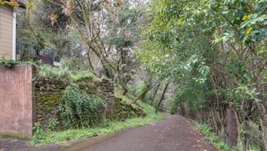 Una stretta strada asfaltata, fiancheggiata da una fitta vegetazione e un muro di pietra su un lato.