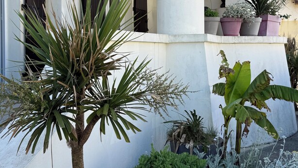 Un edificio con arcos, plantas en macetas y una palmera.