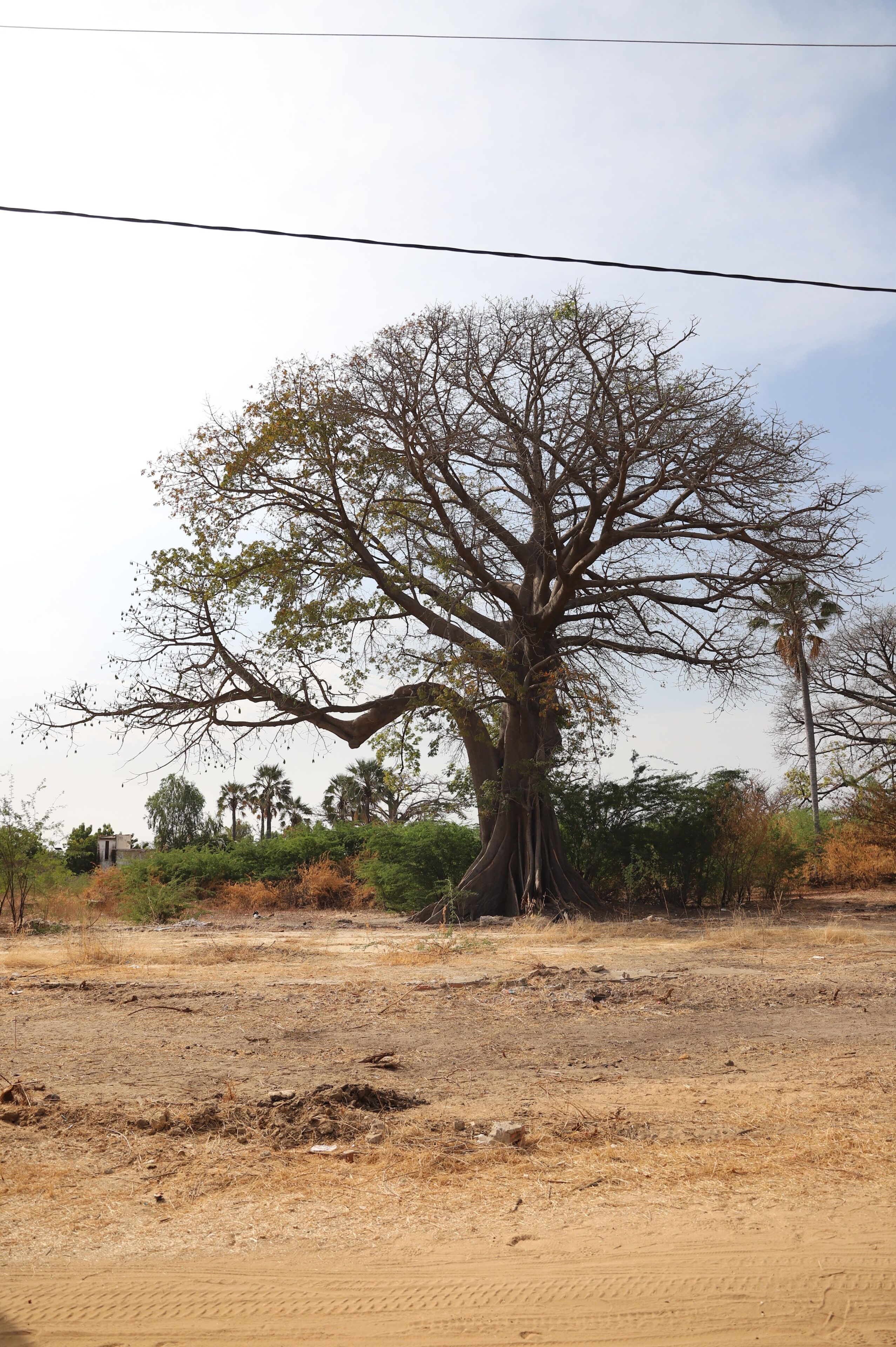 A large tree in a dry, open area with sparse vegetation and a clear sky.