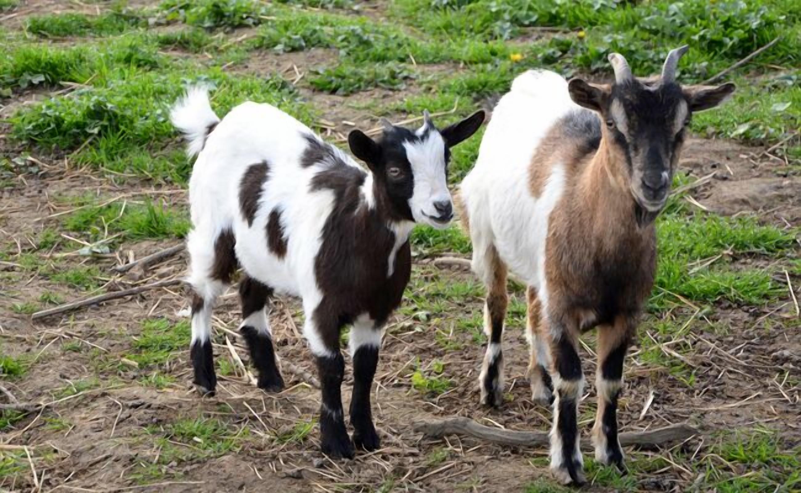 Two goats in a natural outdoor setting with sparse vegetation and dry ground.