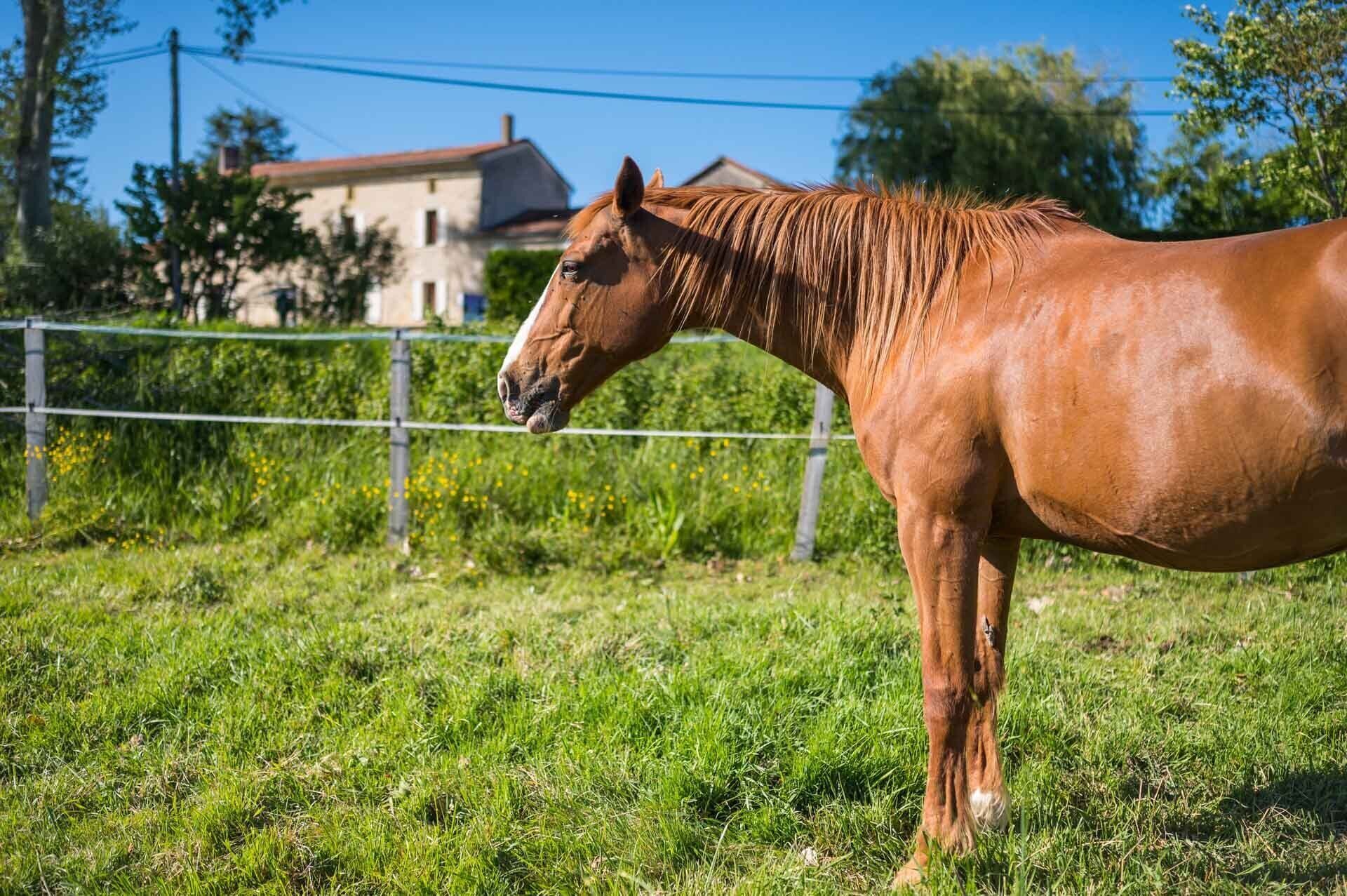 Un caballo parado en un campo cubierto de hierba, con una cerca y un edificio al fondo.