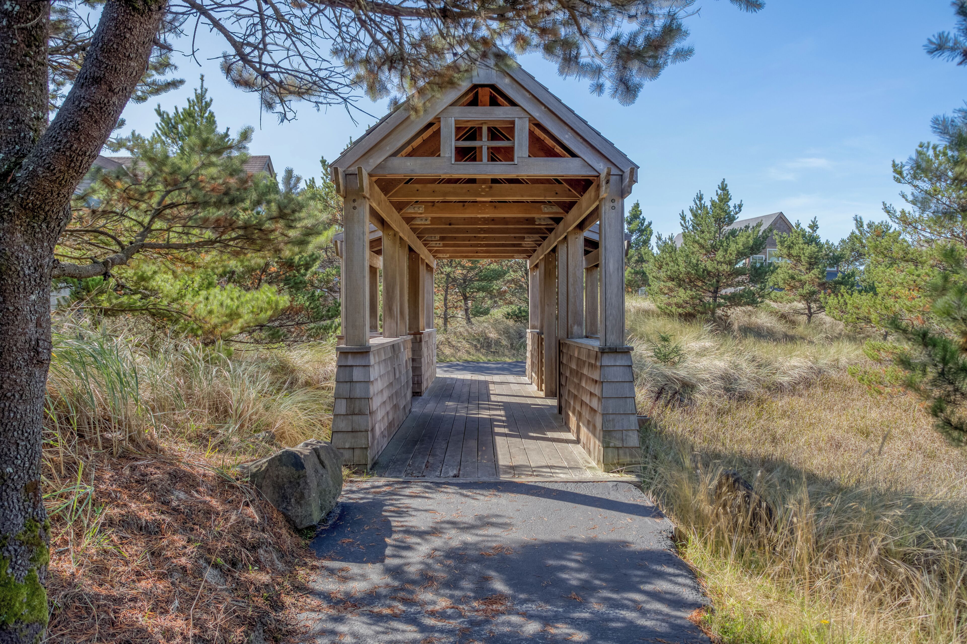 Shore Pine-1.jpg