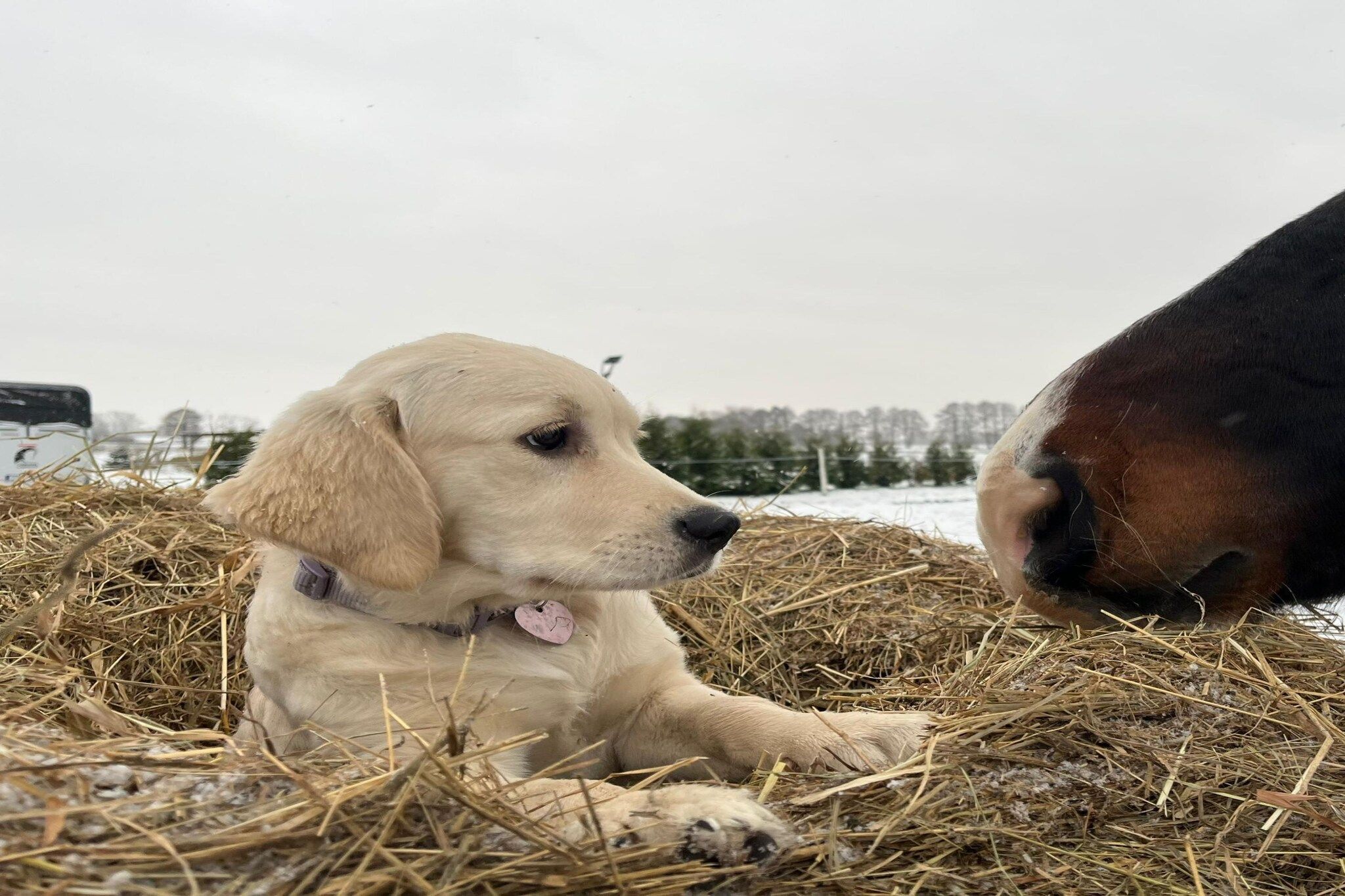 Un chien allongé sur un tas de foin, avec un cheval en arrière-plan.