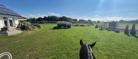 A grassy outdoor area with a white building, a chair, and a horse.