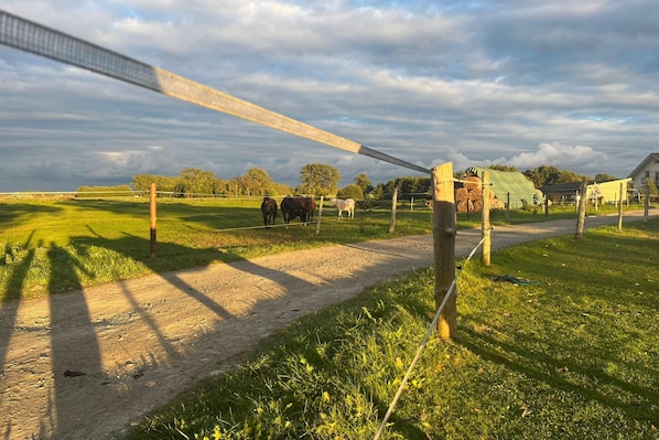Un paisaje rural con un camino de tierra, una cerca de madera y una estructura verde al fondo.