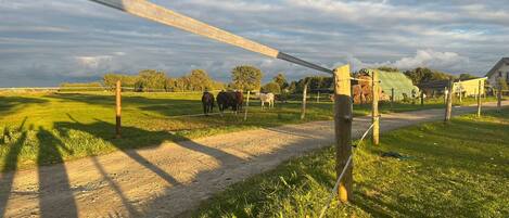 A rural landscape with a dirt path, a fence, and a few cows in the distance.