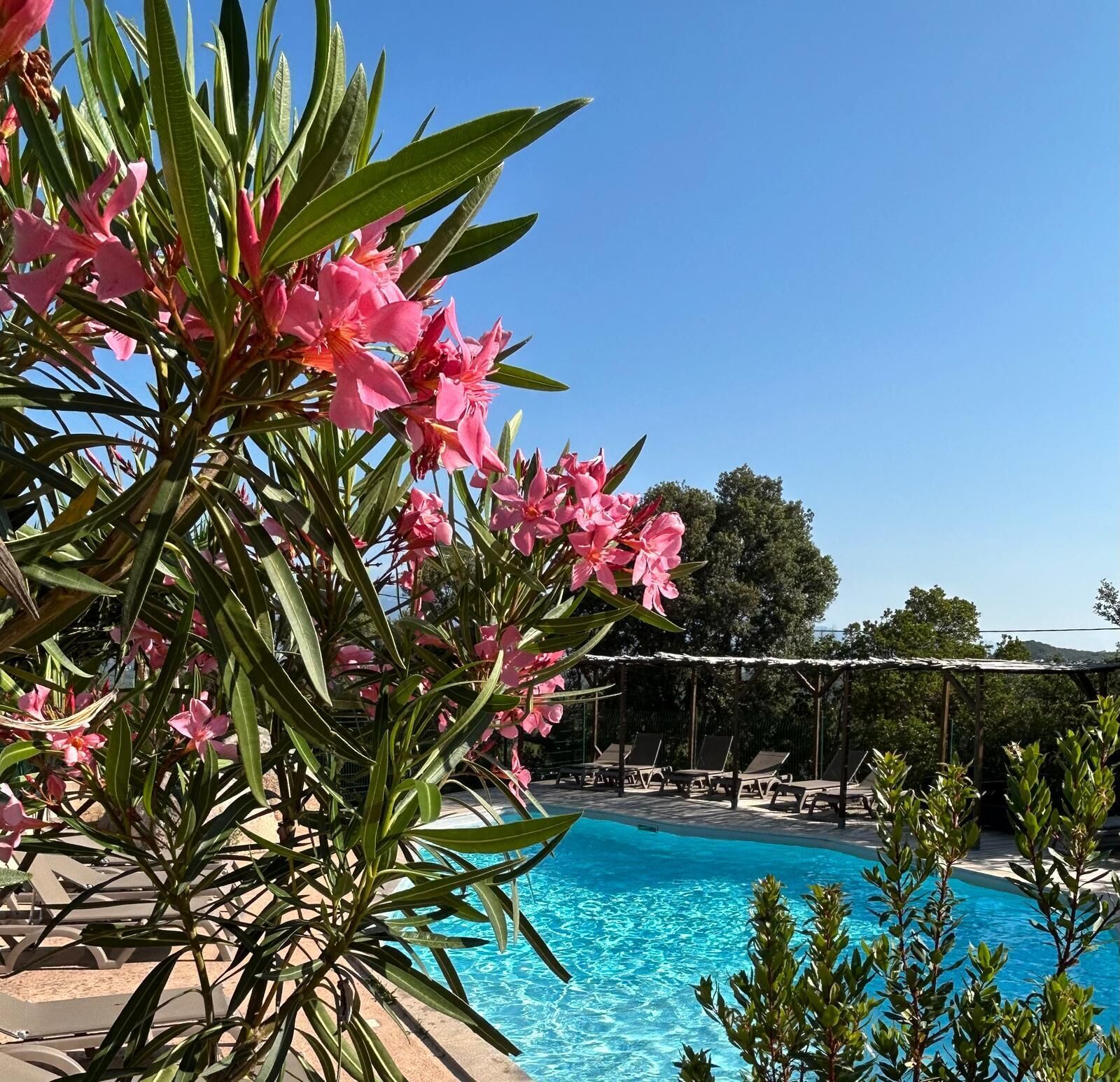 Un espace aménagé au bord de la piscine, avec des chaises longues, une piscine à l’eau d’un bleu limpide et des fleurs roses au premier plan.