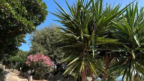 A garden with a palm tree, rocks, and various shrubs. - Villa Roccapina (Sotta)