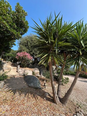 Ein Garten mit einer Palme, Felsen und verschiedenen Sträuchern.
