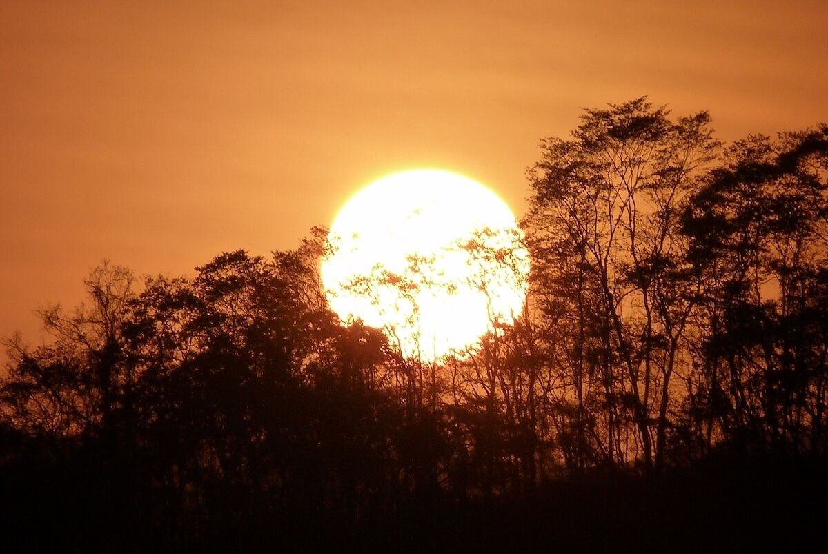 Un coucher de soleil où le soleil est partiellement masqué par les arbres.