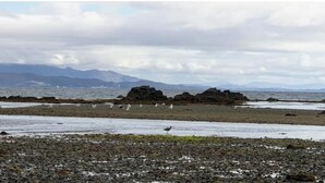 Ein felsiger Strand mit vereinzelten Steinen und einem Vogel.