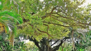 Un grand arbre, doté d’un tronc épais et de branches luxuriantes, se dresse au milieu d’un jardin verdoyant.