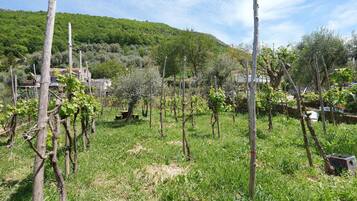 Terrain de l’hébergement