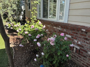A garden with blooming roses, a brick wall, and a house with windows. - July in the Napa Valley (St. Helena)