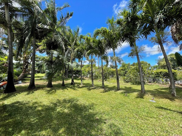 A lush garden with palm trees and a clear blue sky.