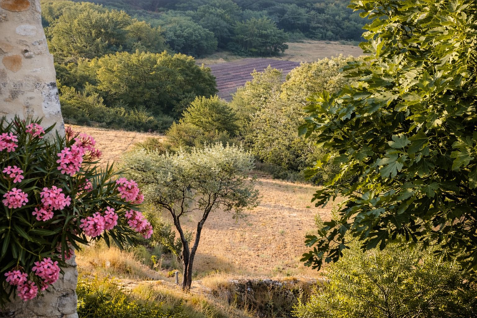Een landschap met bomen, een stenen muur en een veld.