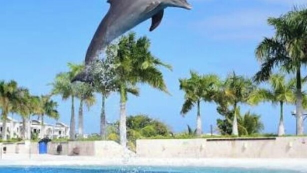 A dolphin jumping out of the water with a pool and palm trees in the background. - Gray House, Spacious and elegant apt., swimming pool, GYM (Punta Cana)