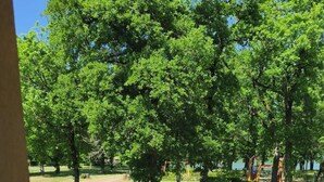 Um jardim bem cuidado, com diversas árvores, uma sebe aparada e uma vista desobstruída para um corpo d'água ao fundo.