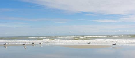 A beach with waves and seagulls.