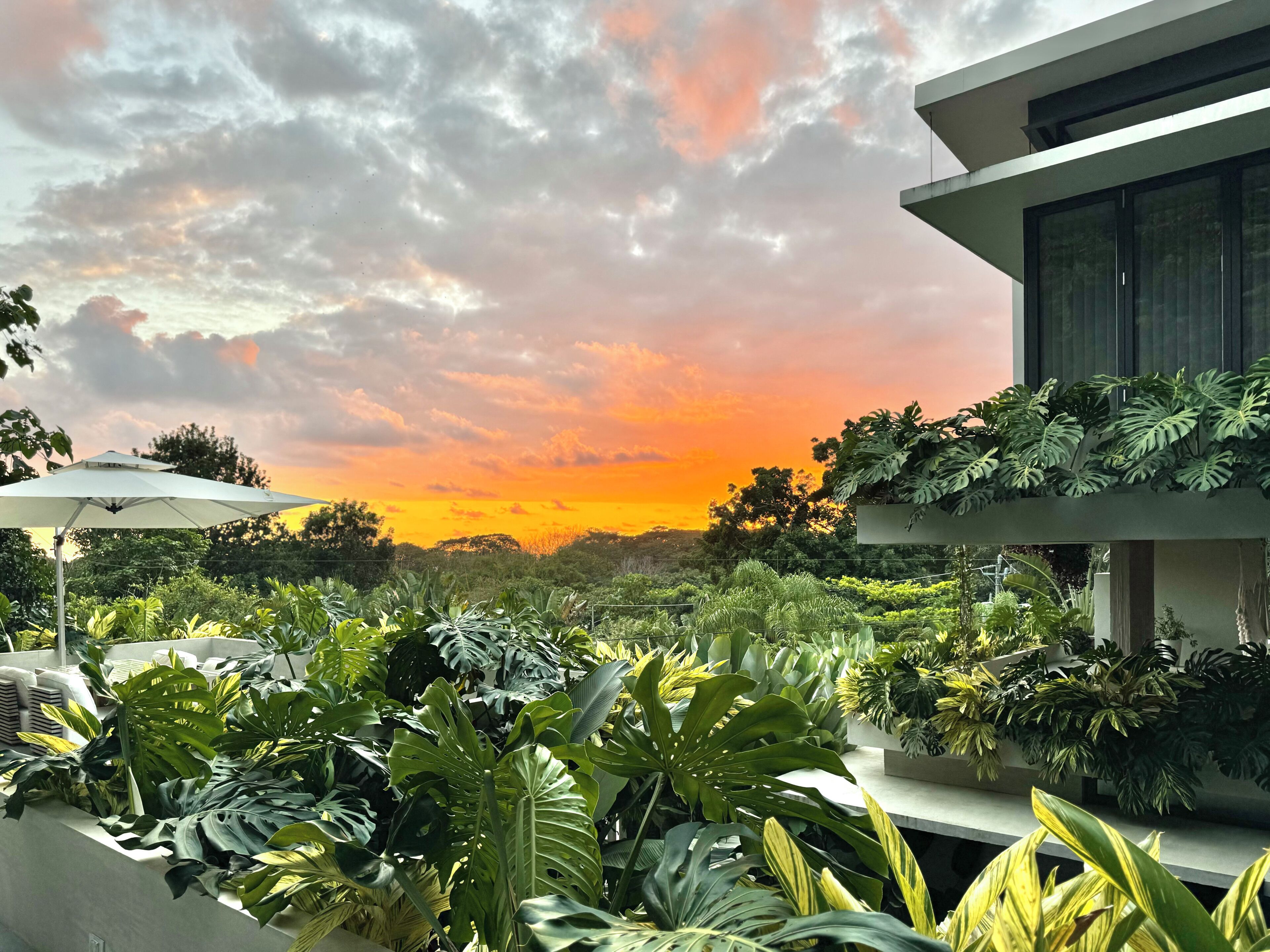 Un bâtiment moderne doté d’un jardin sur le toit où l’on trouve diverses plantes tropicales et un parasol blanc.