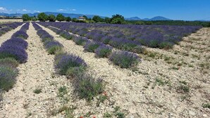 Un campo de lavanda con un camino de grava.