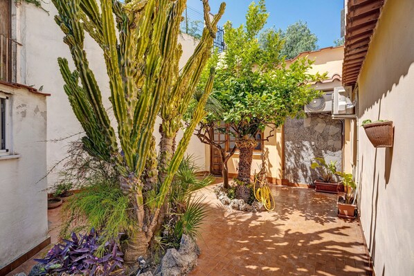 A courtyard with cacti, a palm tree, and potted plants.