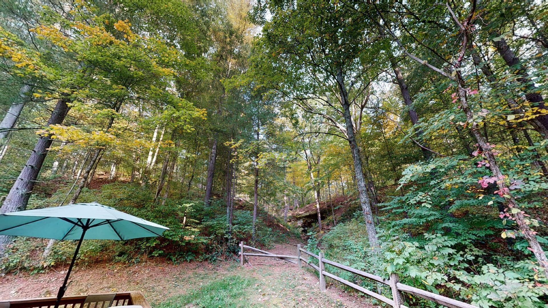 A forested area with a wooden bench and a green umbrella.