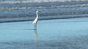 A white bird standing on a beach with ocean waves in the background. - Surf City Beach House with Private Pool – 5-10 Min Walk to Beach, Near El Tunco (Playa San Blas)