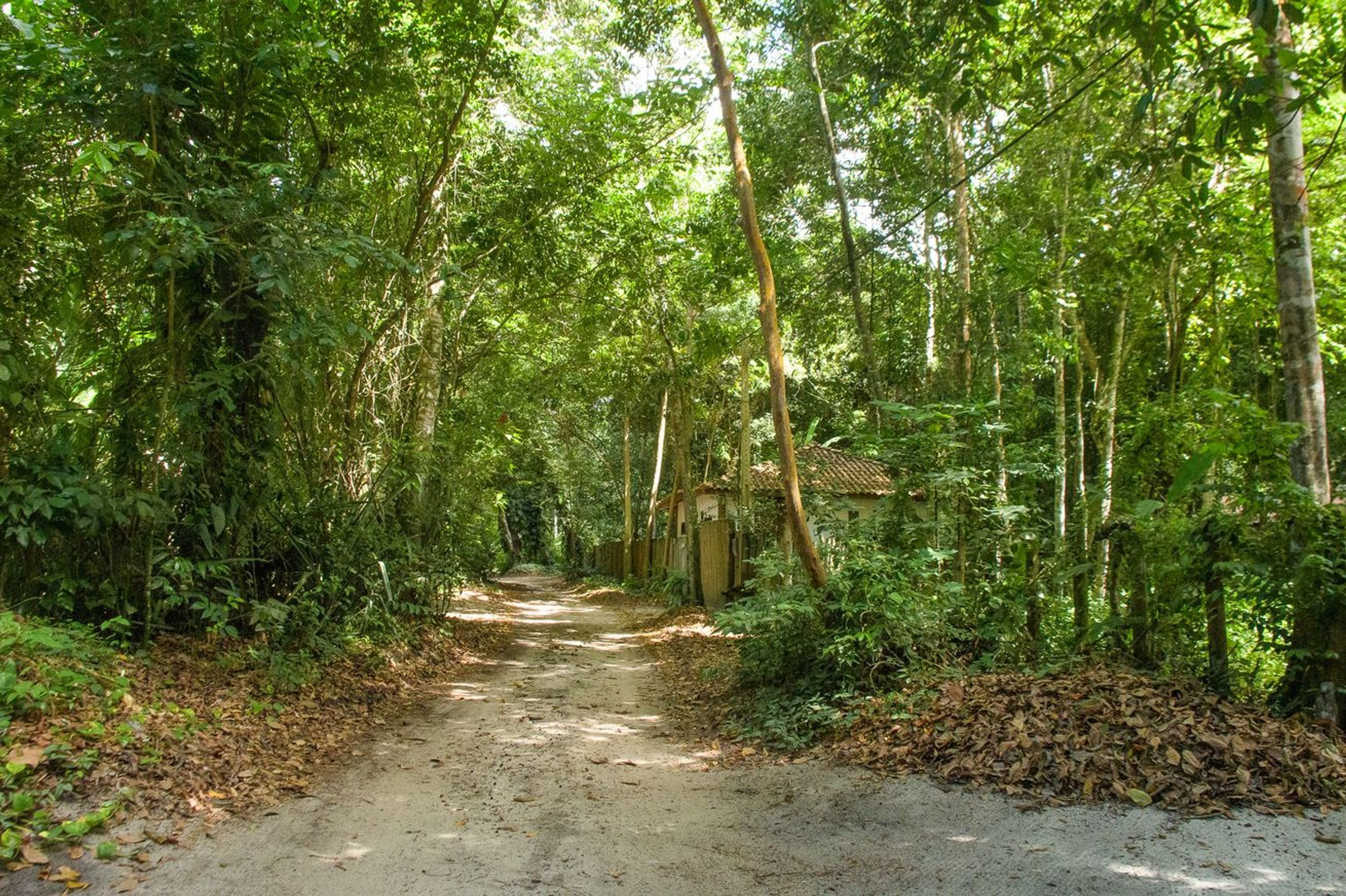 A forested path leading to a rustic building with a thatched roof.
