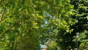 A green car parked on a paved path surrounded by lush greenery and trees. - Charming and comfortable studio - Paris 14 (Paris)