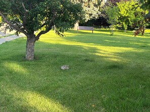 Eine Rasenfläche mit Baum und Bank.