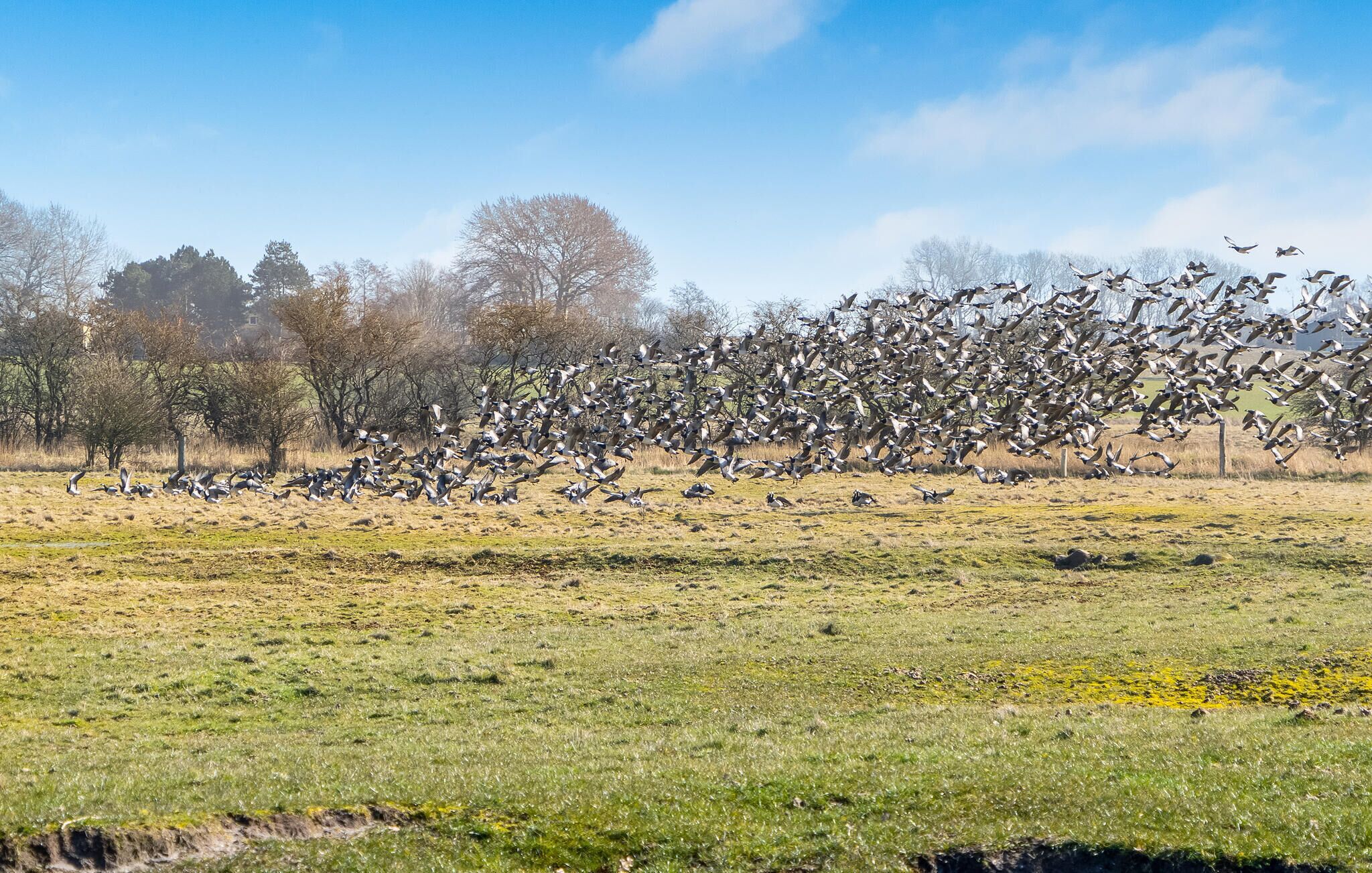 Een grote zwerm vogels vliegt over een grasveld met bomen op de achtergrond.