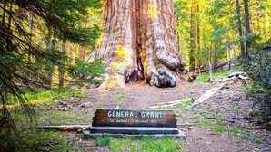 A large tree with a sign in front reading 'General Grant - The Nation's Christmas Tree.' - Dale-Vintage Glamping at Winery Near Sequoia (Dunlap)