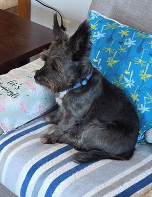 Pet-friendly - A room with a stunning view (Quaker Hill)