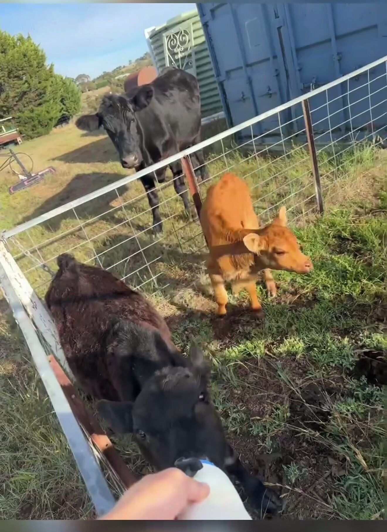 A fenced area with a person feeding a cow.